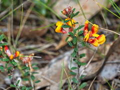 Pultenaea stricta