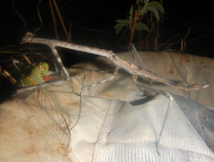 Austrovates variegata