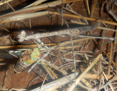 Austrovates variegata