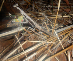 Austrovates variegata