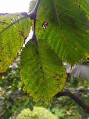 Ulmus glabra camperdownii