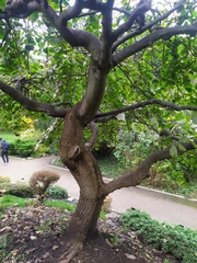 Ulmus glabra camperdownii