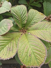 Rodgersia aesculifolia