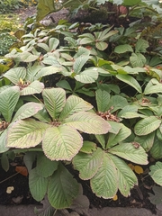 Rodgersia aesculifolia