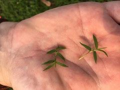 Eragrostis hypnoides