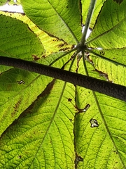 Rodgersia aesculifolia