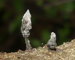 Xylaria apiculata