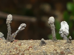 Xylaria apiculata