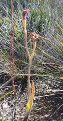 Caladenia cardiochila