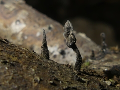 Xylaria apiculata