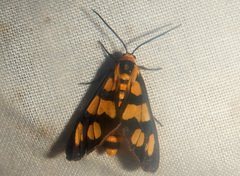 Amata chroma