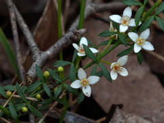 Cyanothamnus nanus nanus
