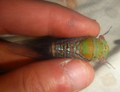 Macrotristria intersecta