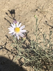 Asterothamnus heteropappoides