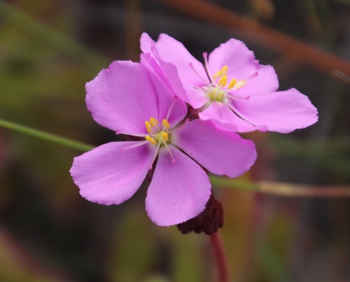Drosera hilaris