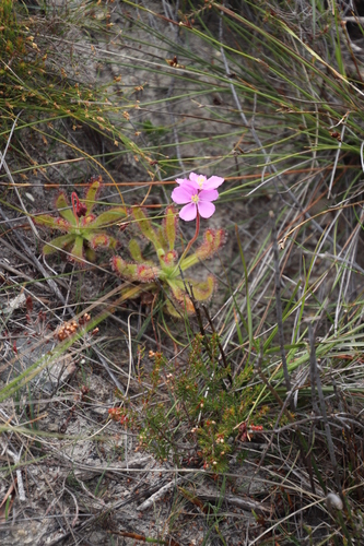 Drosera hilaris