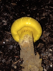 Buchwaldoboletus