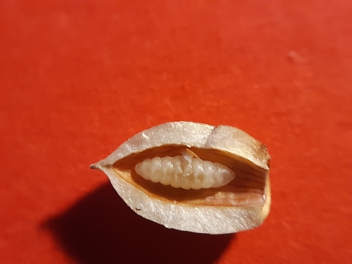 Beech Gall Midge