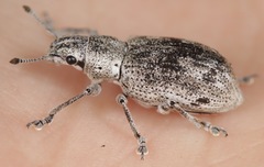 Ericydeus lautus