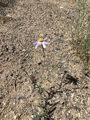 Asterothamnus heteropappoides