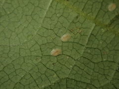 Pulvinaria hydrangeae
