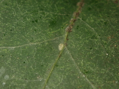 Lichtensia viburni