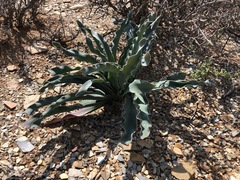 Boophone haemanthoides