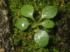 Erigeron canadensis
