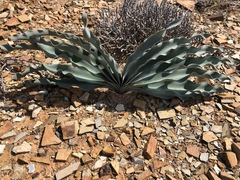 Boophone haemanthoides