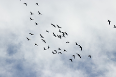 Branta hutchinsii