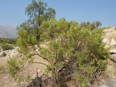 Baccharis linearis