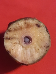 Andricus infectorius