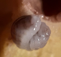 Andricus infectorius