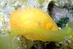 Doriopsilla carneola