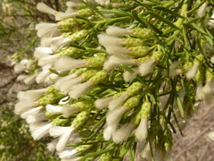 Baccharis linearis