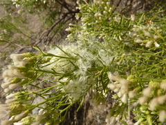 Baccharis linearis