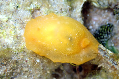 Doriopsilla carneola