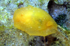 Doriopsilla carneola