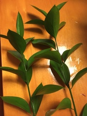 Ruscus