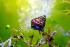 Prothalotia pulcherrima