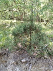 Juniperus foetidissima