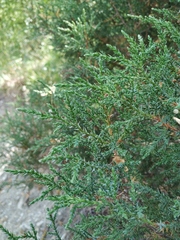 Juniperus foetidissima