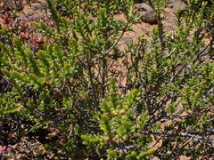 Pteronia empetrifolia