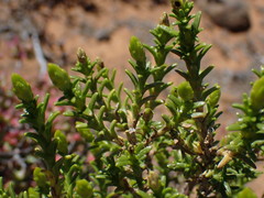 Pteronia empetrifolia