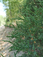 Juniperus foetidissima