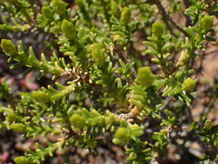 Pteronia empetrifolia