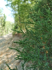 Juniperus foetidissima