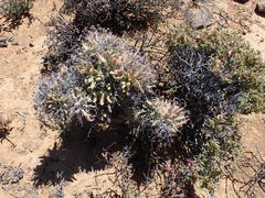 Tylecodon reticulatus