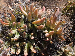 Tylecodon reticulatus