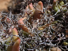 Tylecodon reticulatus